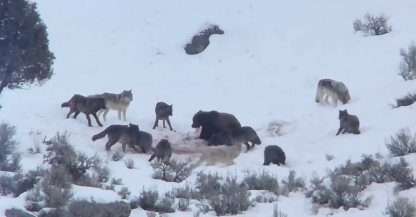 grizzly bear surrounded by wolves