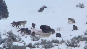The Rewind: Grizzly Bear Backs Down Entire Wolf Pack After Stealing Elk Kill