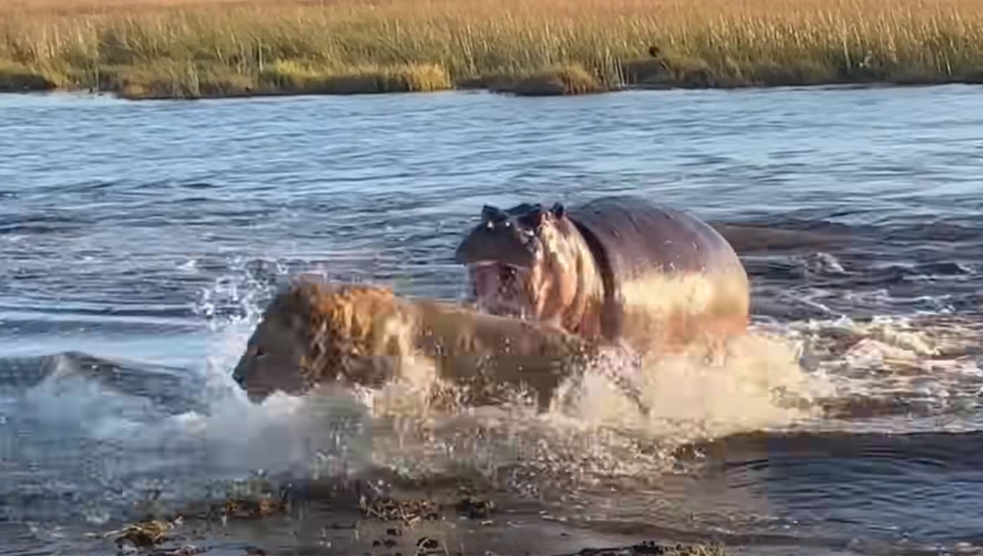 Video: Hippo Vs. Lions | Field & Stream