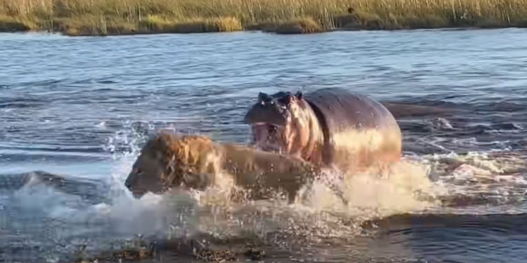 Watch: Angry Hippo Takes on a Whole Pride of Lions