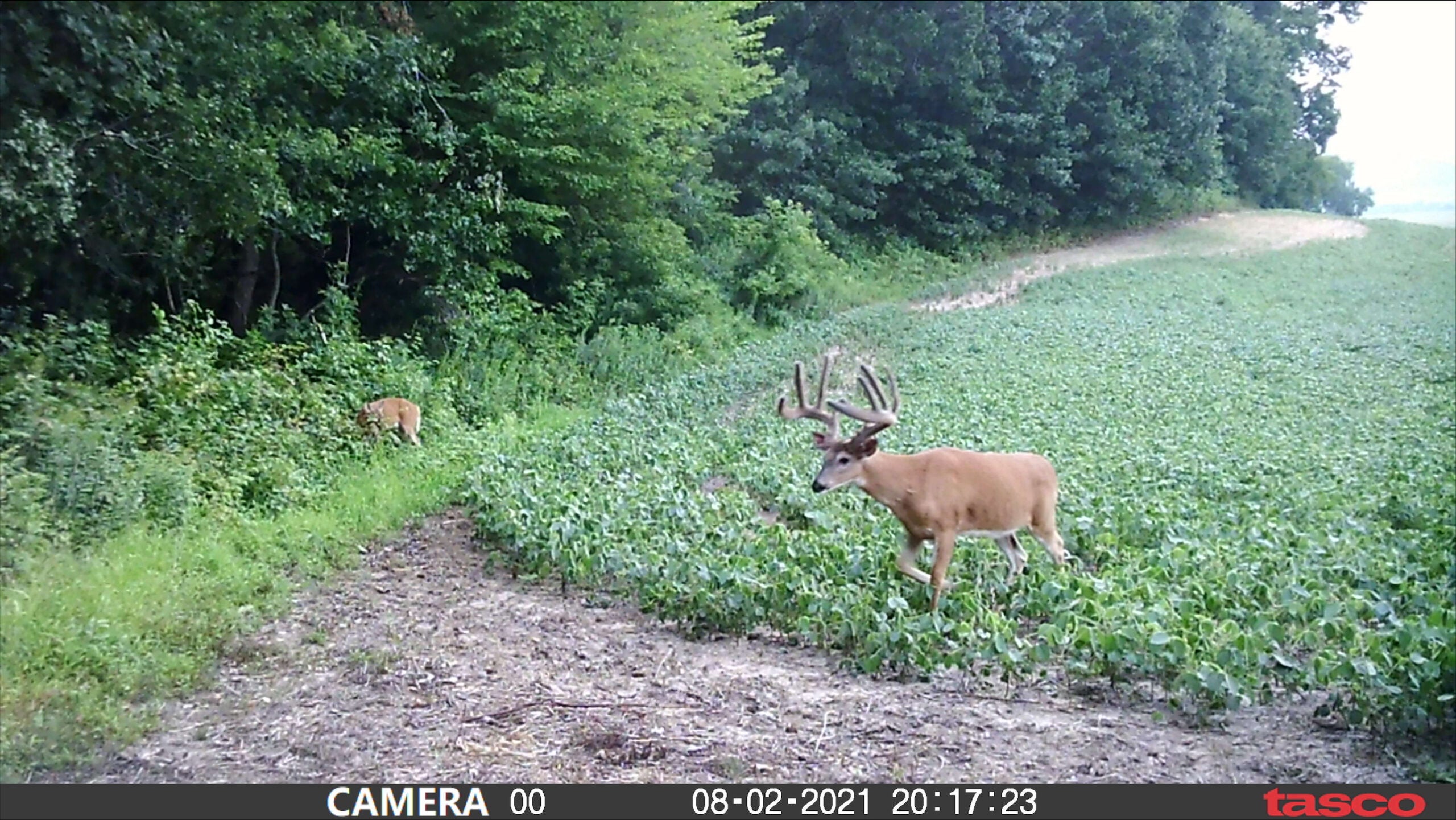 trail camera photo of big buck