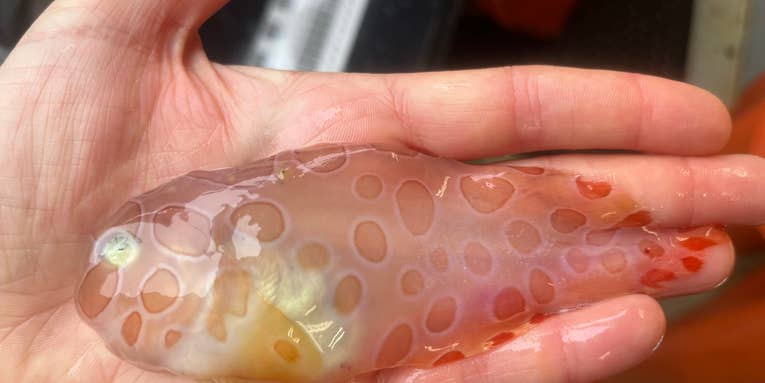 Researchers Find Translucent Deep-Sea Fish That Has the Consistency of Jell-O