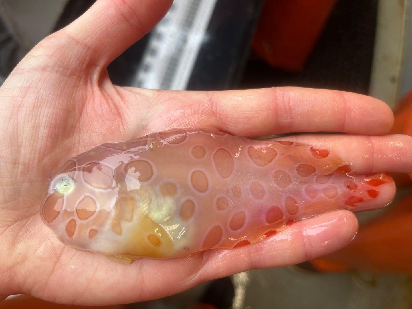 small translucent fish in someone's hand