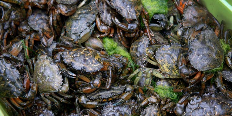 Distillery Makes Whiskey Out of Invasive Green Crabs