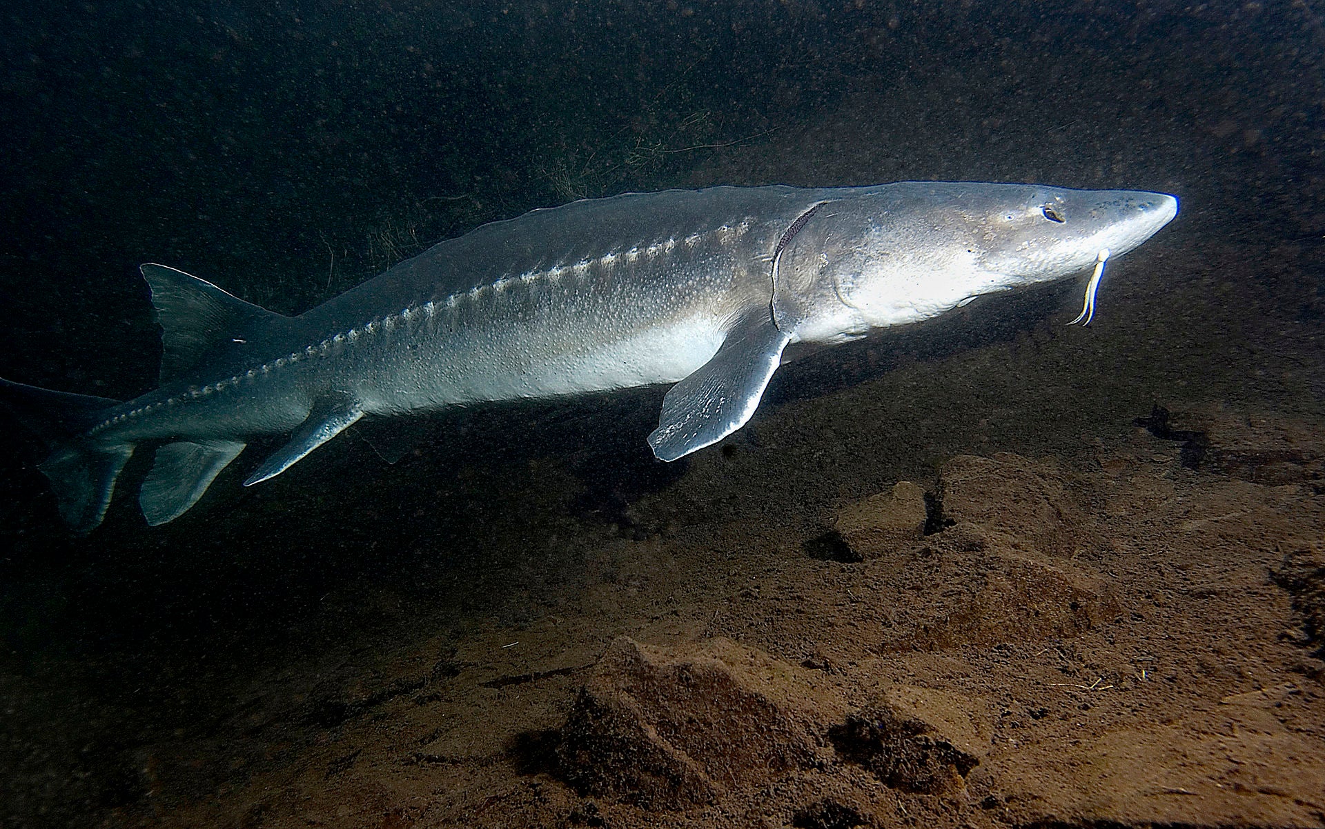 white sturgeon swimming