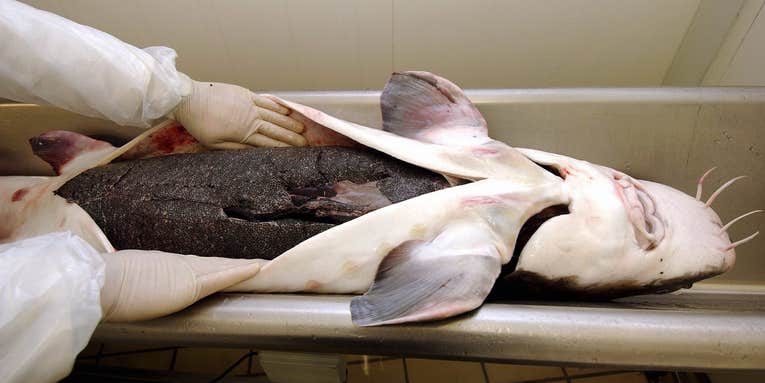California Sturgeon Poachers Busted in Investigation of Massive Black Market Caviar Ring