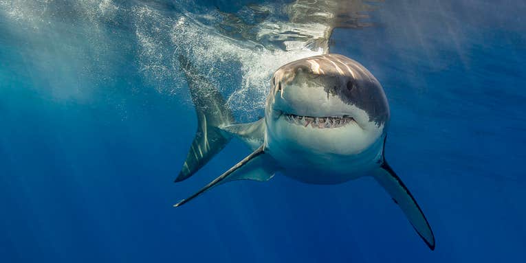 Shark Sightings Are Rising Off the Coast of Long Island