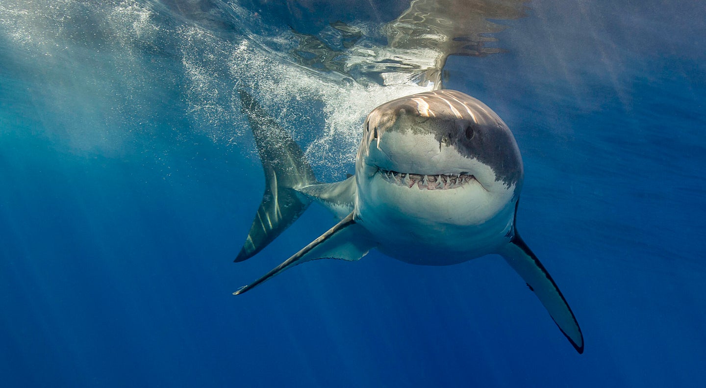 Great white shark on the surface with its fins down ready to pounce