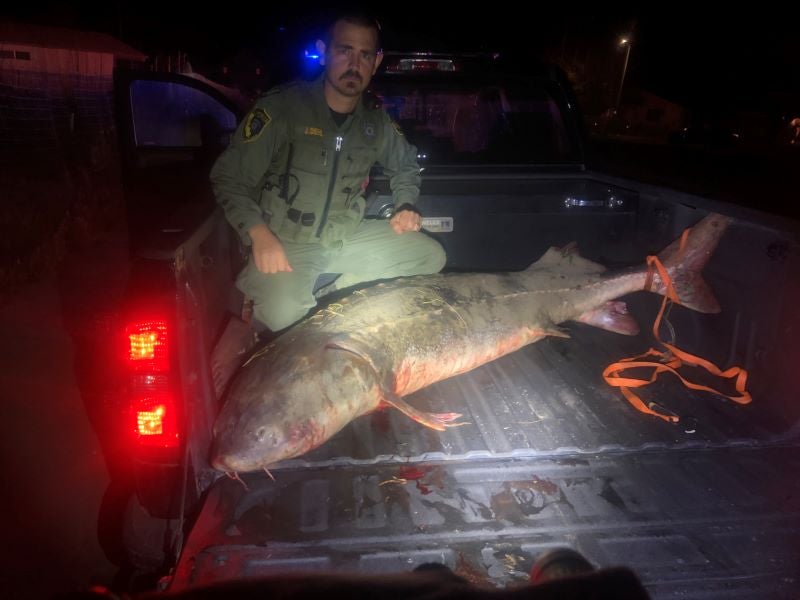 fish and game officers pose with sturgeon in the bed of the truck