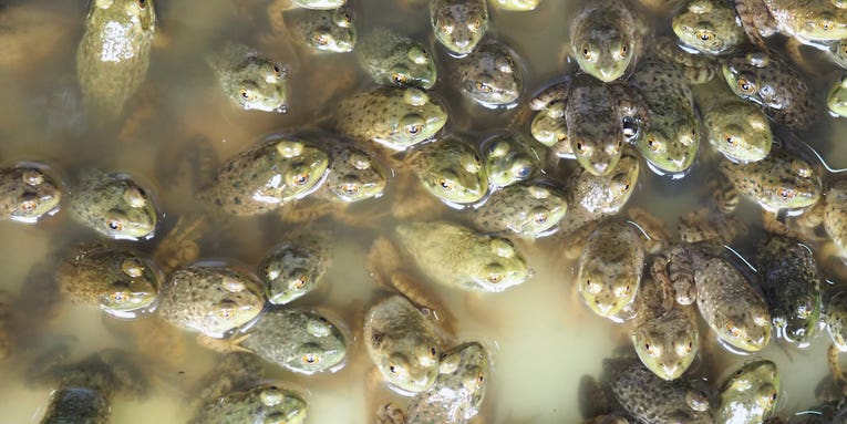 Viral TikTok “Frog Army” and “Ladybug Raid” Raise Environmental Concerns