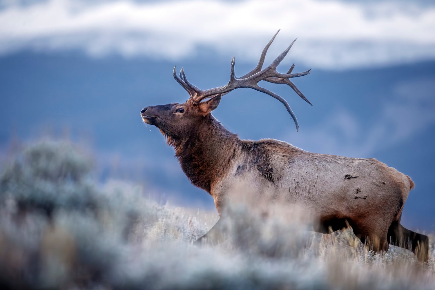 An Elk strolls through the sagebrush in search of potential mates during the early morning
