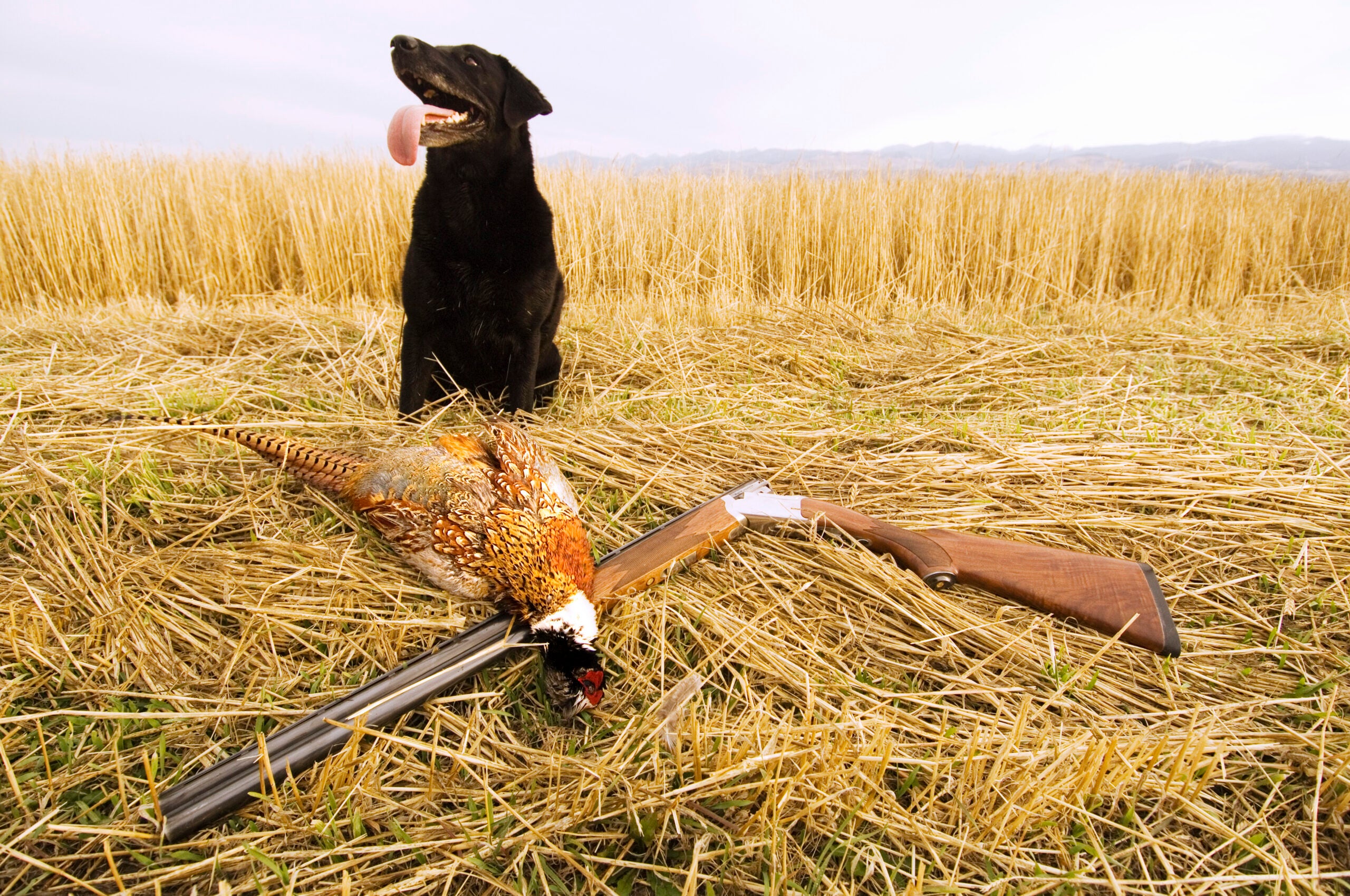 photo of dog and pheasant