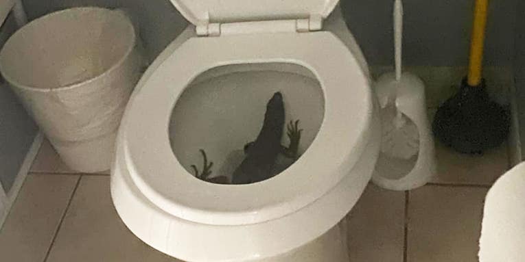 South Florida Woman Finds Large Iguana in Her Toilet
