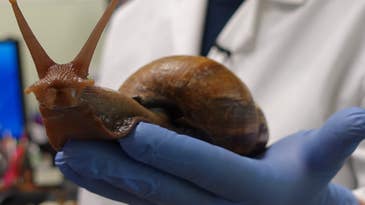 Thousands of Fist-Size Snails Have Invaded a Florida County