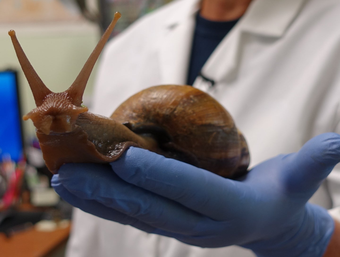 A scientist holds a Giant African Snail