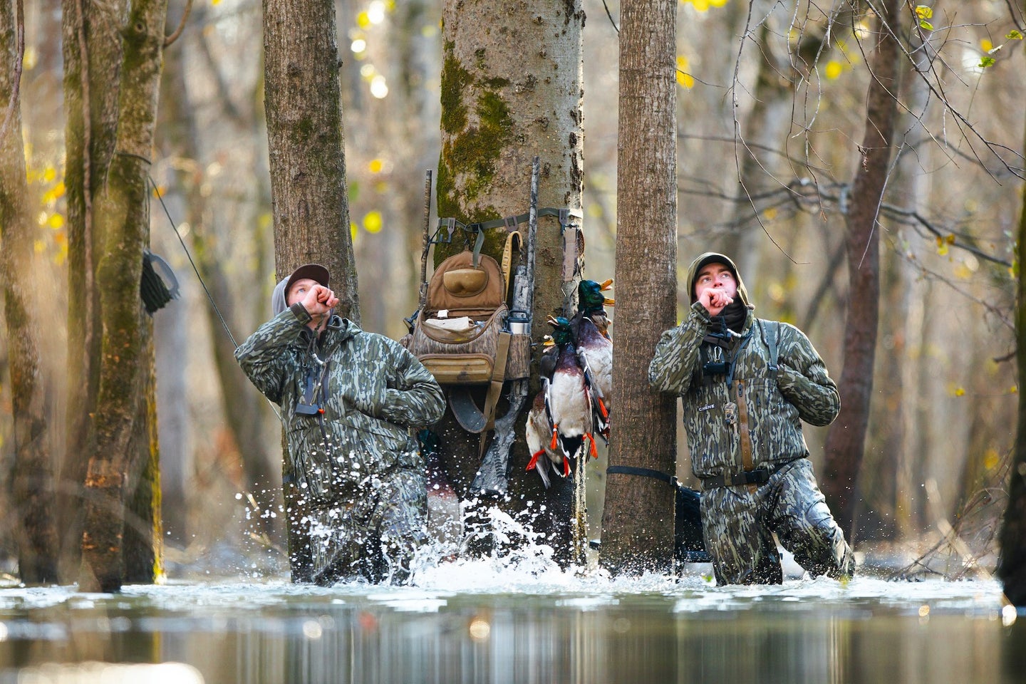 duck hunters standing in flooding timber blowing their duck calls with a strap of mallards hanging from the tree.
