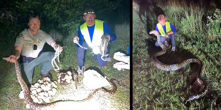 Two Giant Pythons, 19 Hatchlings, and 23 Eggs Found in Big Cypress National Preserve