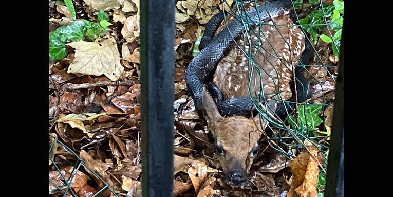 Georgia Man Saves Whitetail Fawn From Being Strangled by a Rat Snake