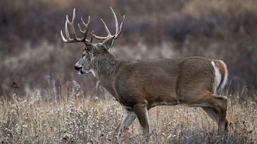 Big Buck Hunting: 5 Keys to Tagging a Giant This Fall