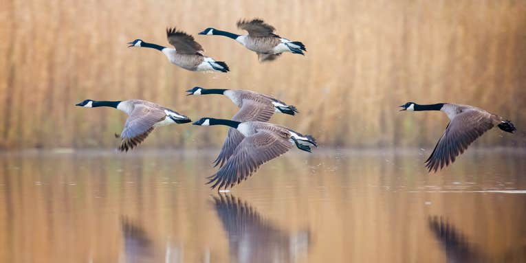 Bird Flu Import Ban Could Keep American Hunters from Bringing Home Waterfowl Taken in Canada