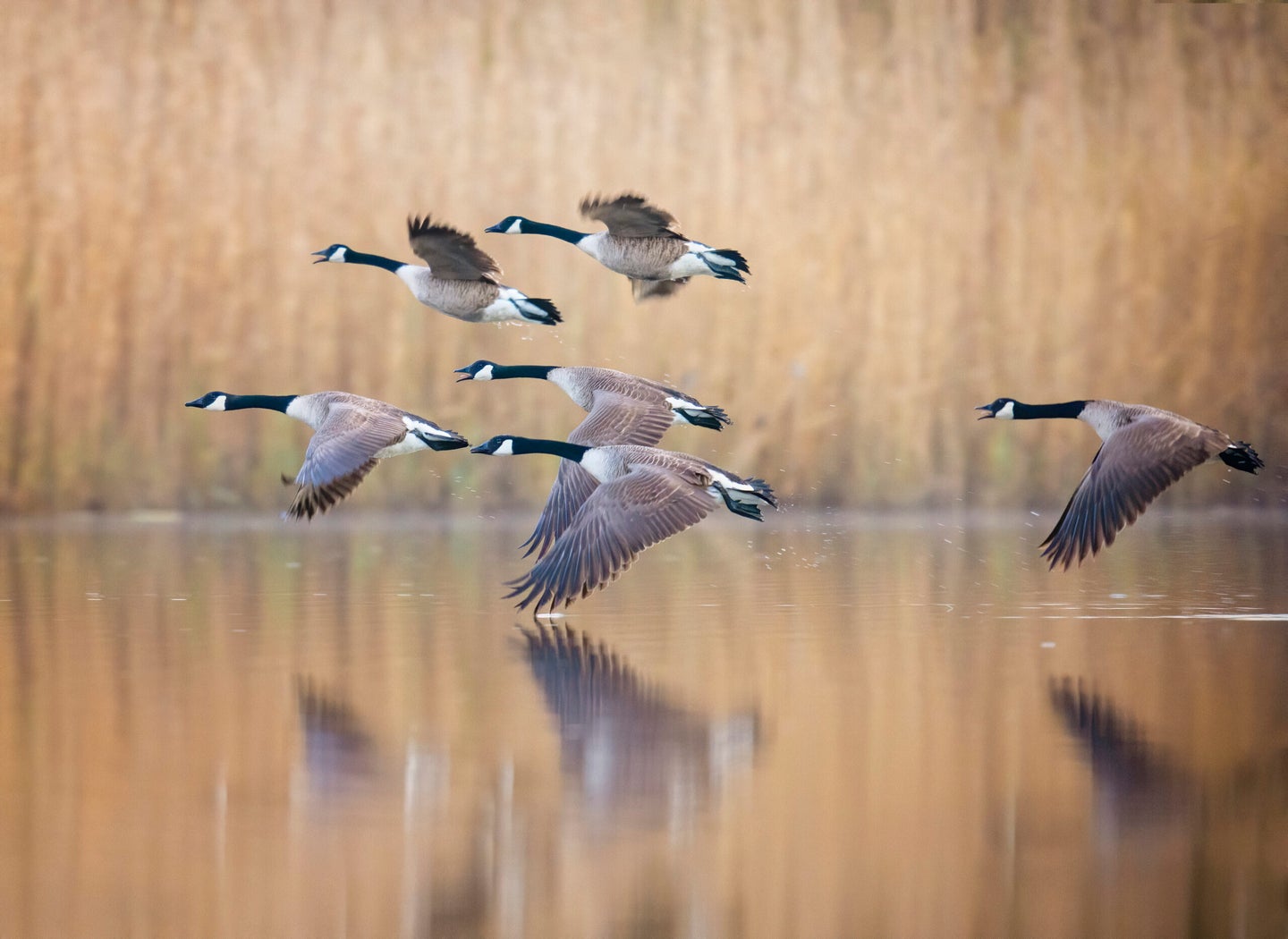 A small flock of geese in motion against soft gold colored reeds and water