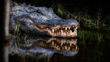 Two Alligators Attack and Kill a Woman in Florida