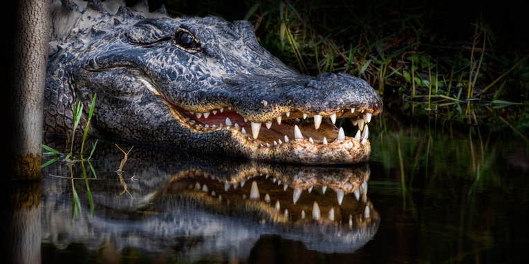 Two Alligators Attack and Kill a Woman in Florida