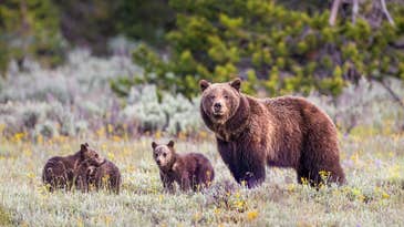 Officials Euthanize Offspring of Famous Grizzly Bear For Exhibiting “Increasingly Dangerous Behavior”
