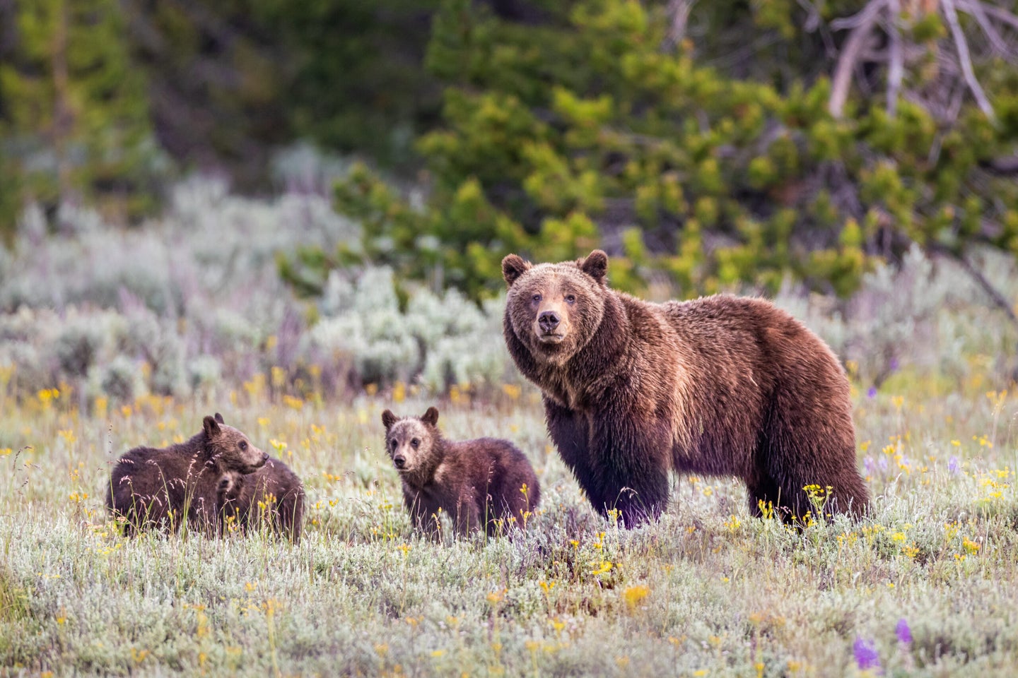 Grand Teton National Park's famous bear, Grizzly 399, along with three cubs, in the fields near Pilgrim Creek.
