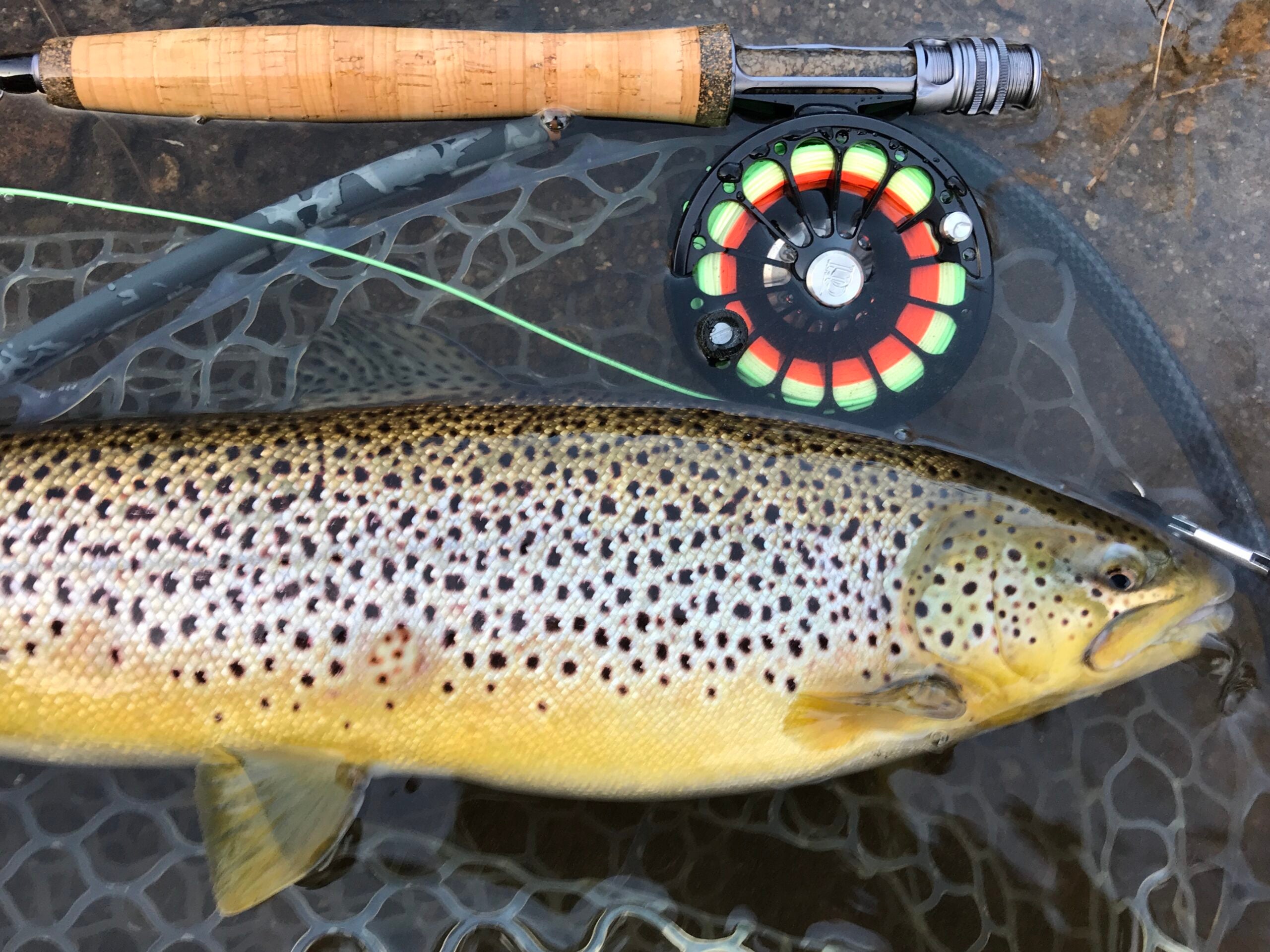 brown trout and fly rod