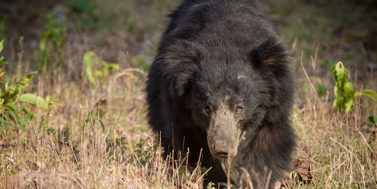 Angry Villagers Beat Bear to Death After it Kills Three People in India