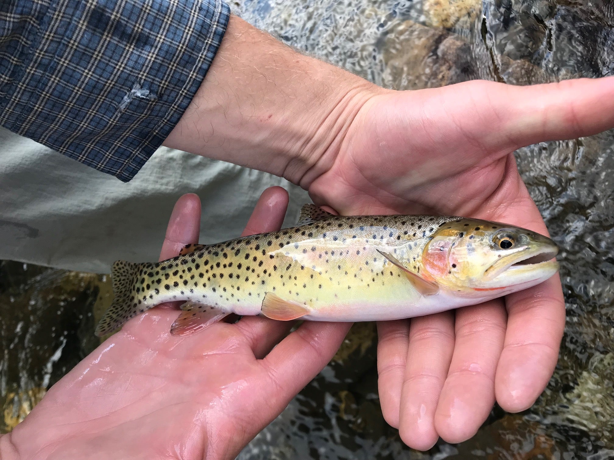 small cutthroat trout