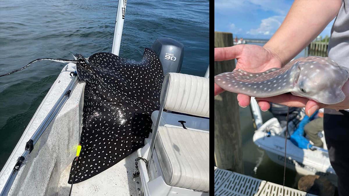 spotted eagle ray and pup on boat