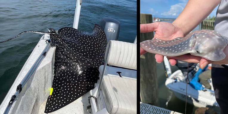 Giant Eagle Ray Jumps Into Fishing Boat, Gives Birth to Four Pups