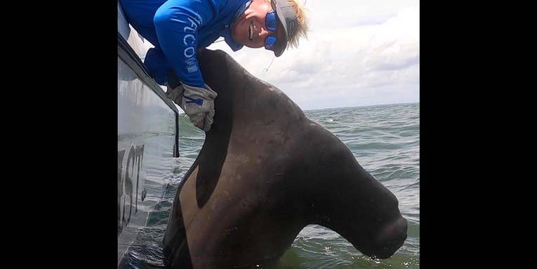 The Full Story of Catching (And Releasing) This Giant, 13.5-Foot Hammerhead Shark
