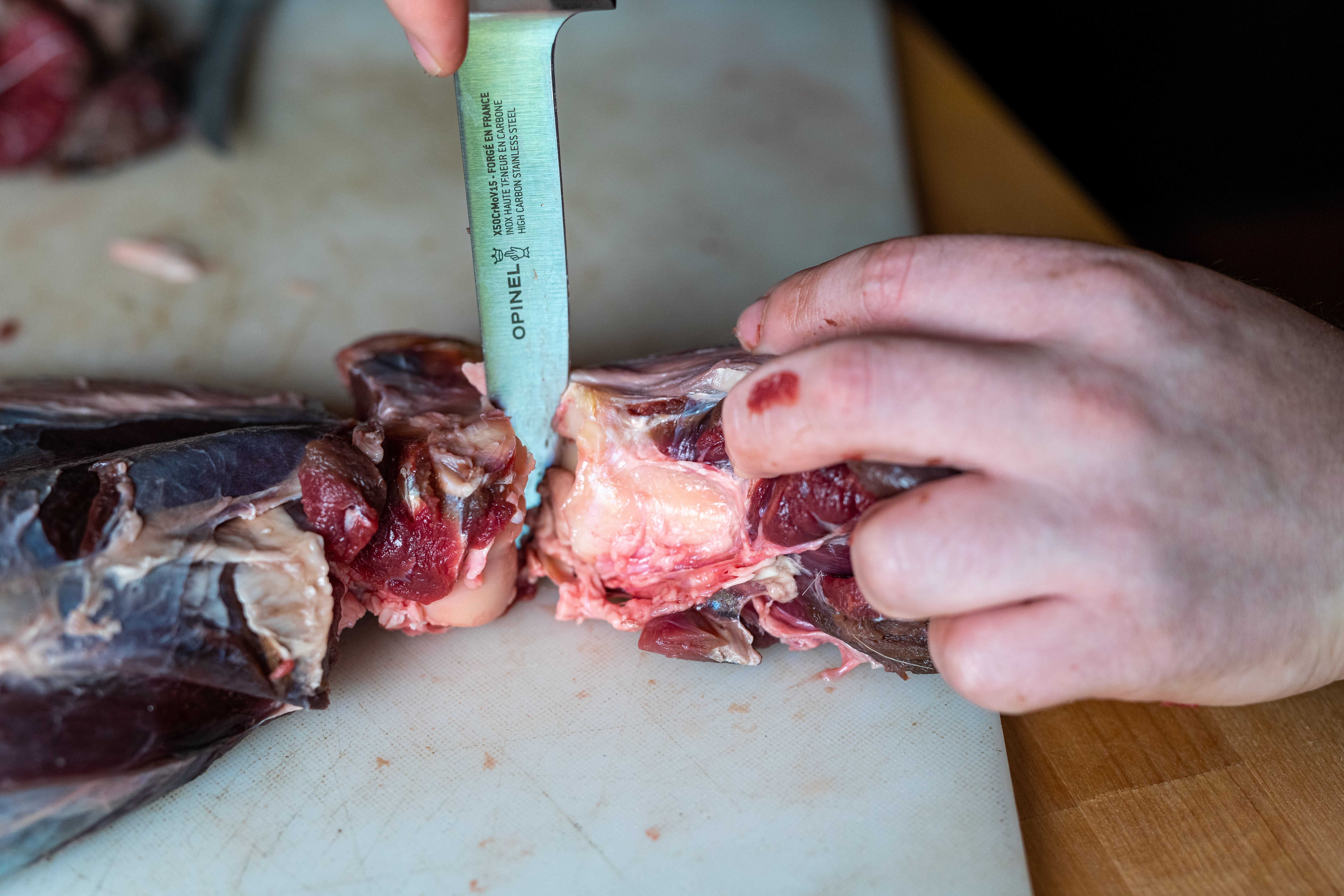 An Opinel 5-inch boning knife being worked through a joint.