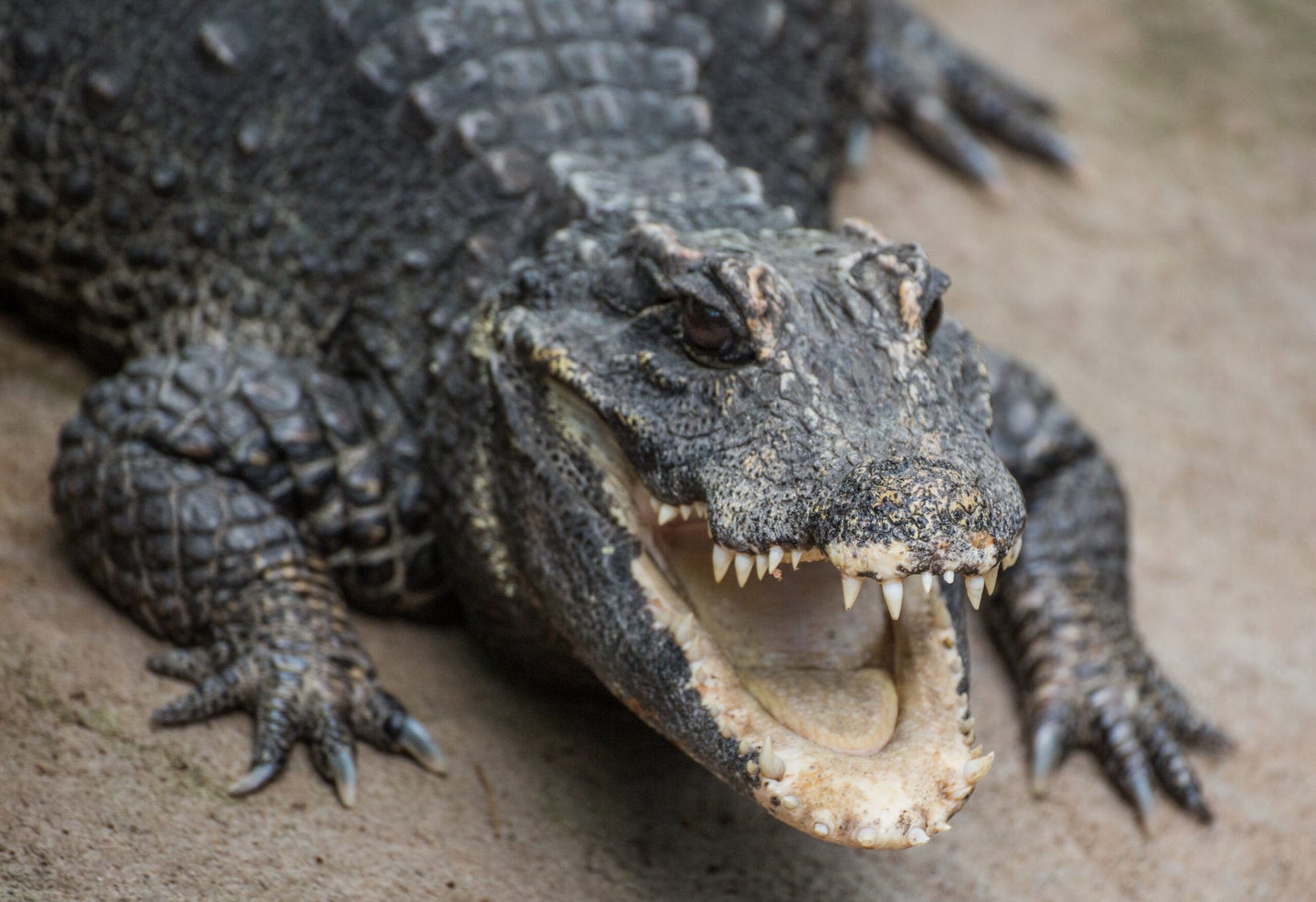 dwarf crocodile baring teeth