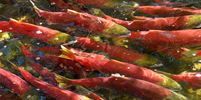 Alaska’s Bristol Bay Sockeye Salmon Run Shatters All Previous Records