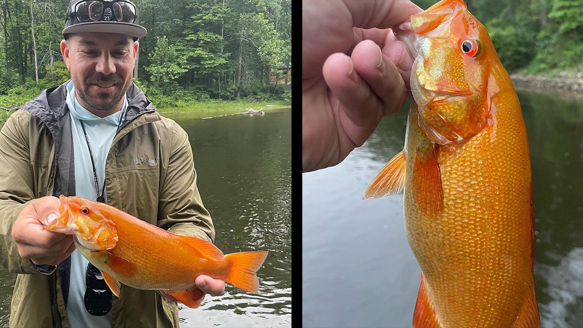 orange smallmouth bass