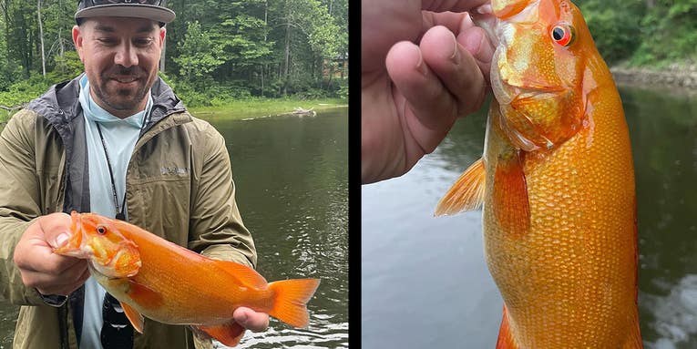 Angler Catches Rare Neon-Orange Xanthic Smallmouth Bass in Michigan