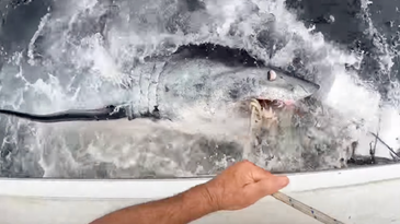 Watch: Man Plays Tug of War with 12-Foot Mako Shark in Southern California