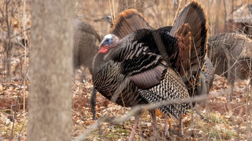 These 5 States Are the Best Places to Bag a Turkey This Fall