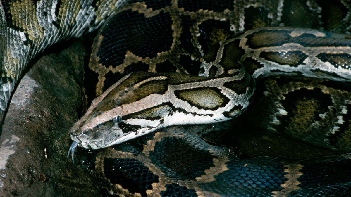 A common burmese python