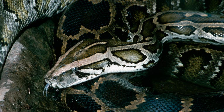 “Like a scene from a horror movie,” Police Called to Shoot Giant Snake Killing its Owner