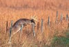 A whitetail buck jumps a fence in TN.