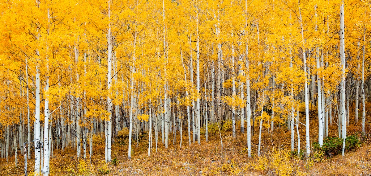 Aspens in peak Autumn color Western Colorado