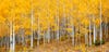 Aspens in peak Autumn color Western Colorado