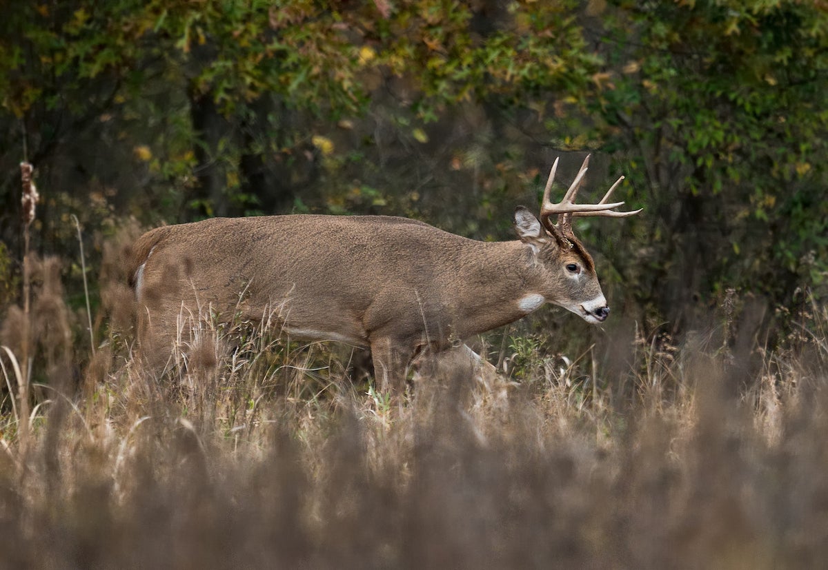 A beautiful Whitetail Buck walking along the edge of a forest