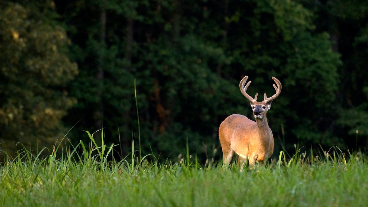 An 8-point whitetailed buck standing in a clearing on the edge of a forest. Antlers are covered in velvet. Early morning light. (Kennesaw, Georgia)