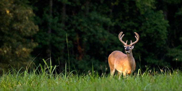 When Planting a Food Plot is a Mistake